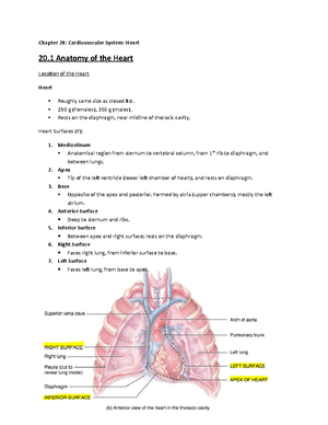 Chapter 19 Notes THE Cardiovascular System - CHAPTER 19 THE ...