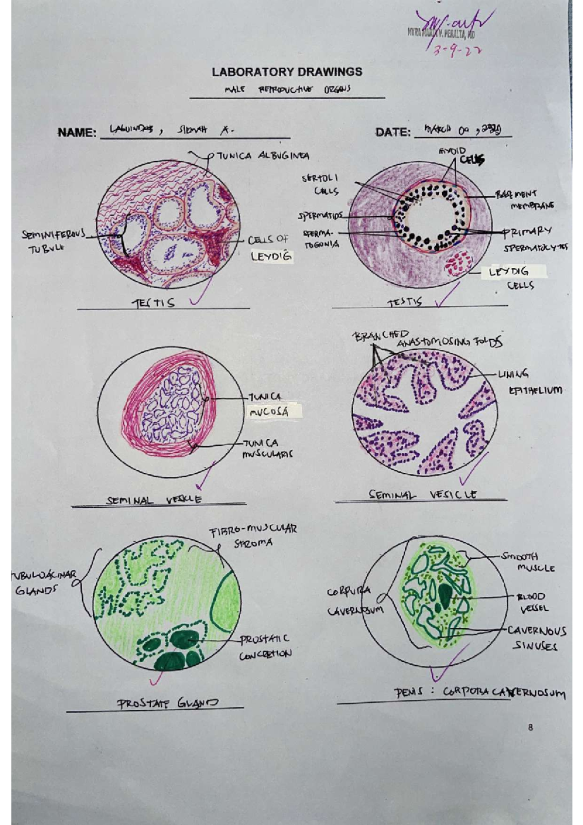 Histo Lab: Male Reproductive Organs Drawings (3-9-22) - Studocu