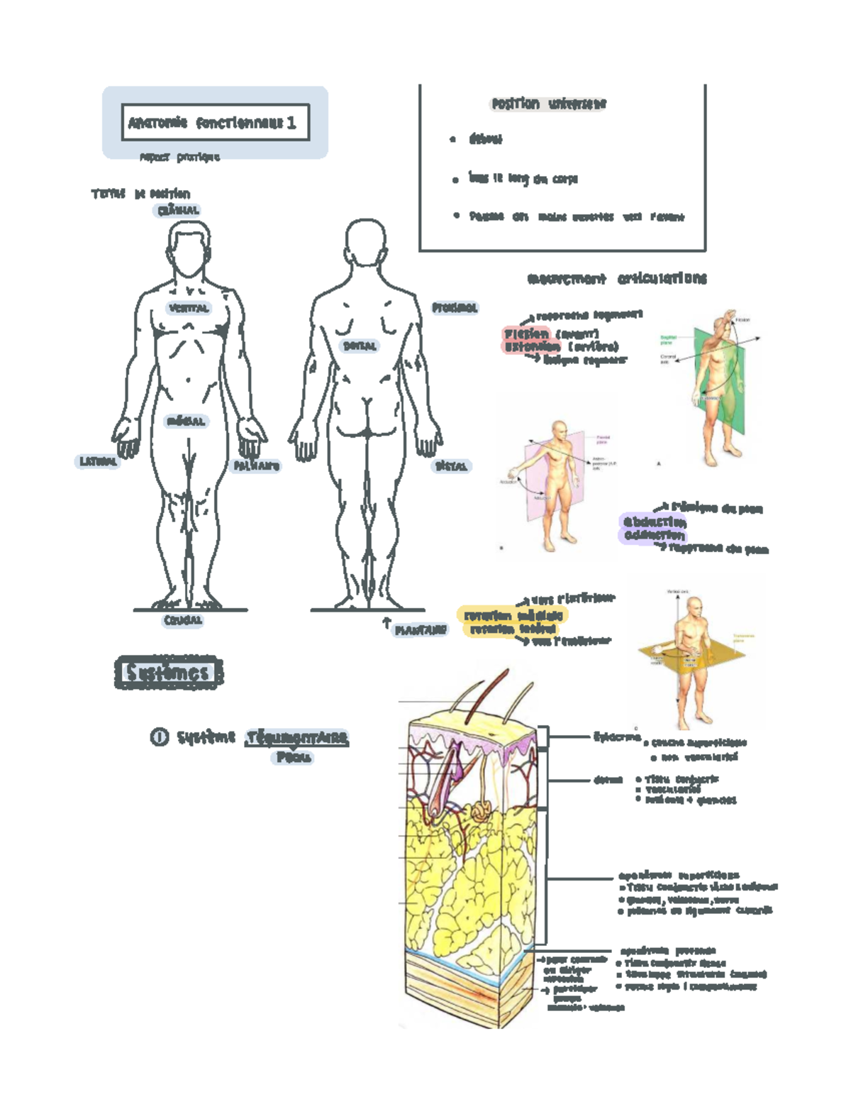 Cours 1 - ERG1008 : Anatomie Fonctionnelle et Système Squelettique ...