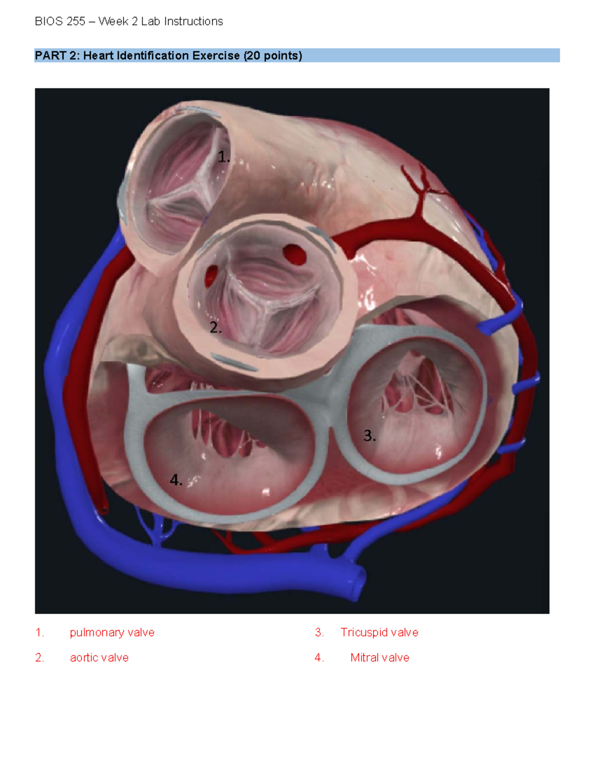 Resident the Basic of Cardiology 第2版 Resident the Basic of Cardiology 第2版 Cardiology Resources