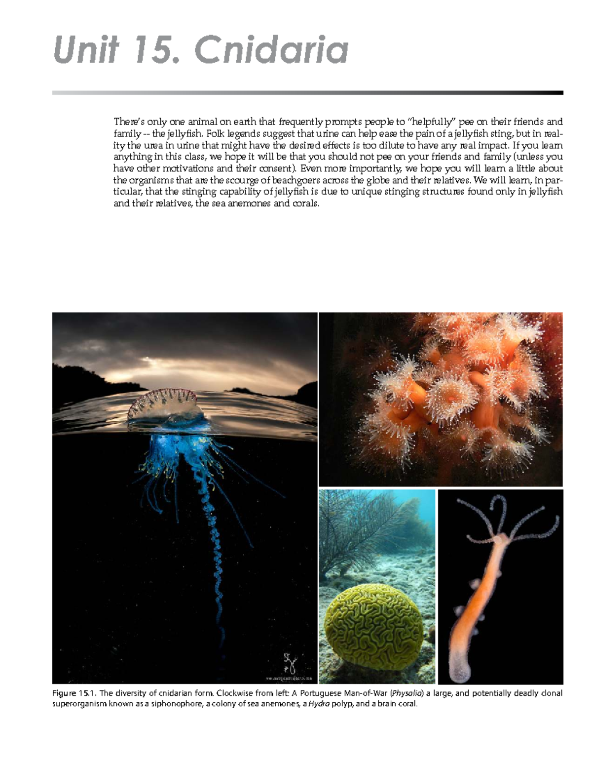 Cnidaria Diversity and Lifecycle: Insights into Hydrozoans & Medusae ...