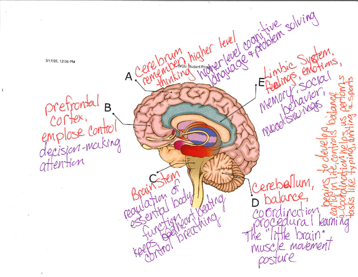 Comprehensive Study Guide for Midterm Exam - XYZ123 - Studocu