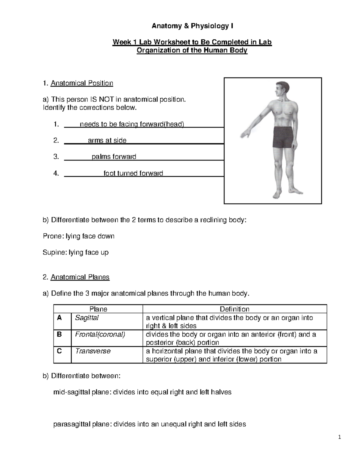 Anatomy & Physiology I Lab Worksheet: Organization of the Human Body ...