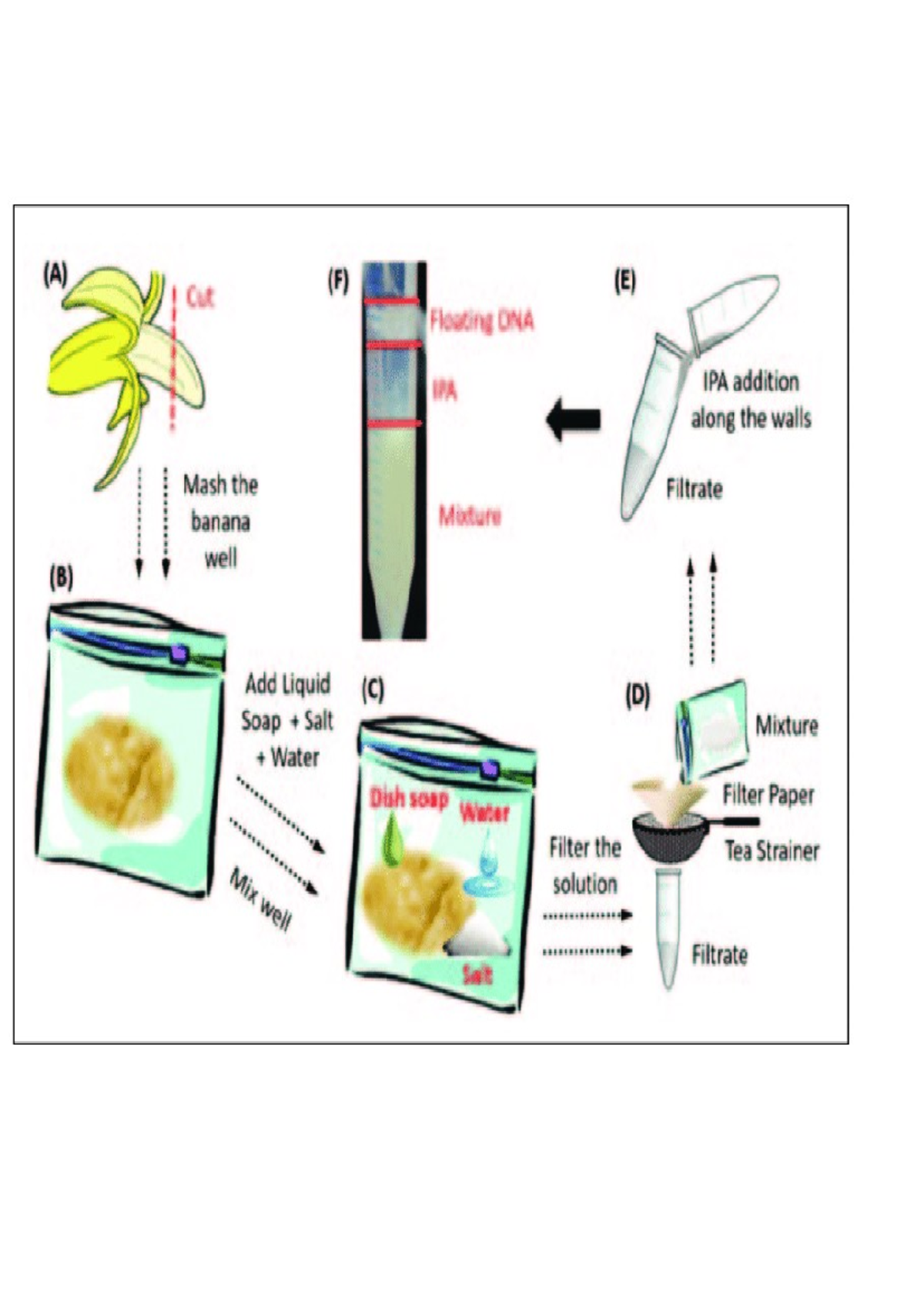 LIFE 122 2024 Practical 1: DNA Extraction Procedure and Analysis - Studocu