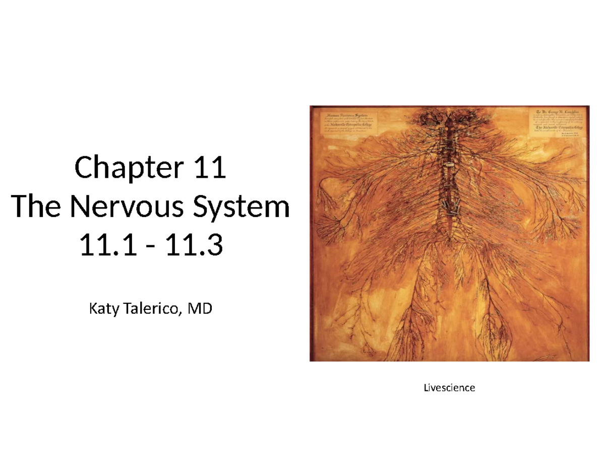 Chapter 11: Overview of the Nervous System and Its Functions - Studocu