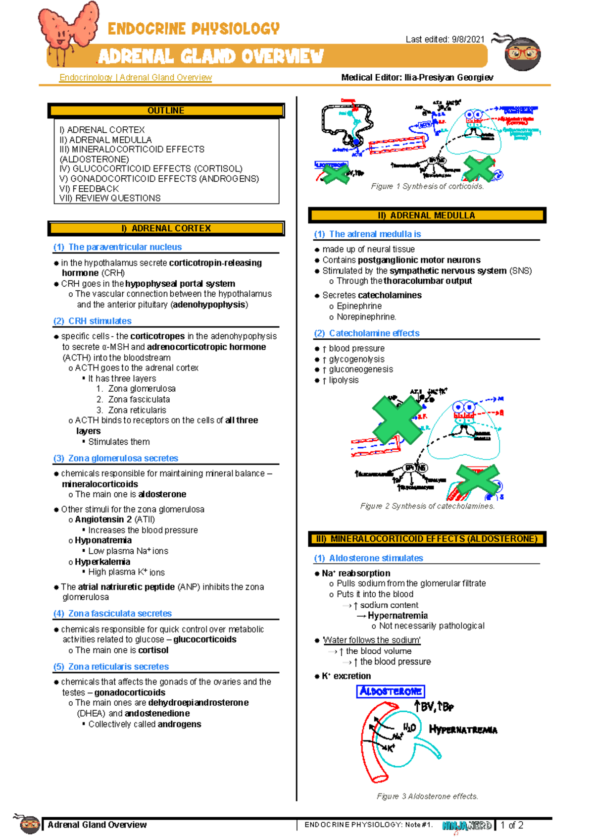 Adrenal Gland Overview atf - Adrenal Gland Overview ENDOCRINE ...