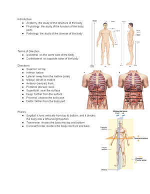 [Solved] Heart sounds are referred to as S1 and S2 or lub dub What is ...