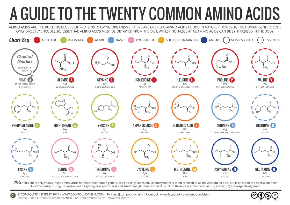 20 Common Amino Acids: A Comprehensive Guide to Proteins - Studocu