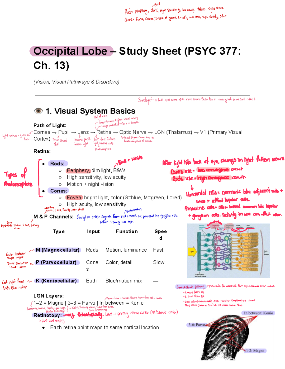 Occipital Lobe Study Sheet (PSYC 377: Vision & Visual Pathways) - Studocu