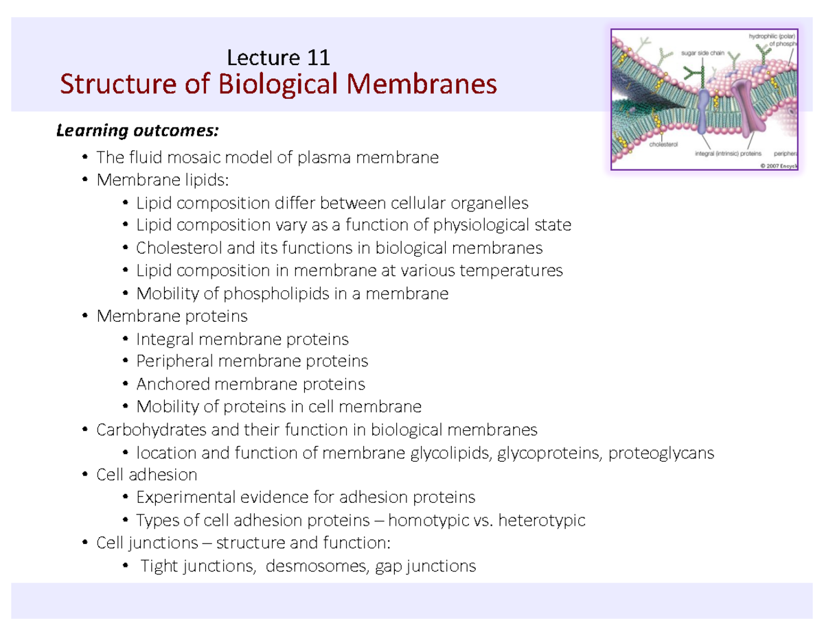 Lecture 11: Structure and Function of Biological Membranes ...