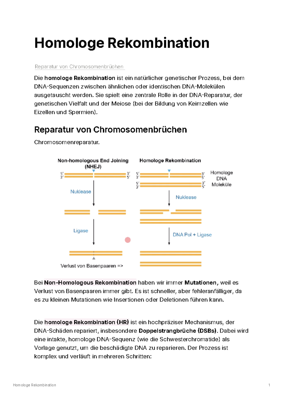 Homologe Rekombination: Mechanismen & Chromosomenreparatur - Studocu