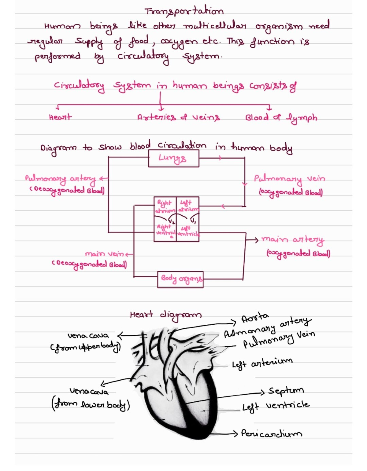 BIO 101: Circulatory System Overview and Excretion Processes - Studocu