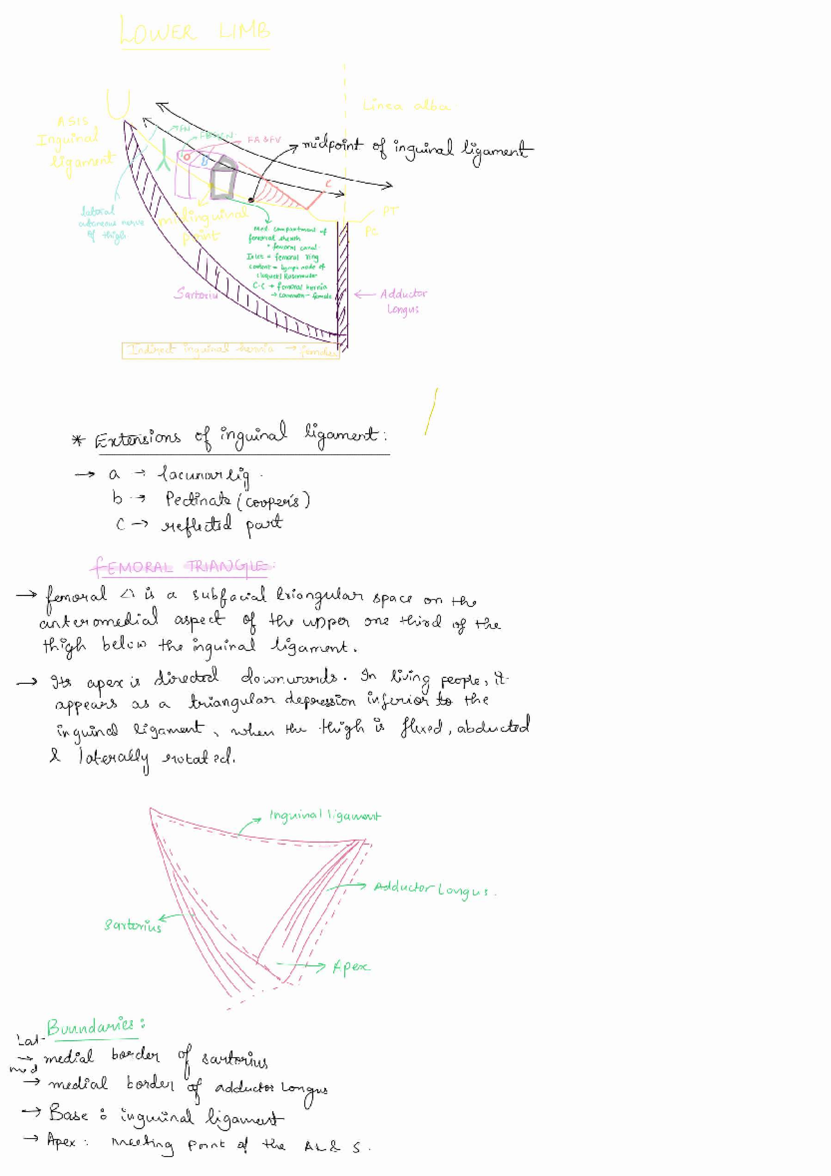 Lower Limb Anatomy Overview: 260302 Final Exam Notes - Studocu
