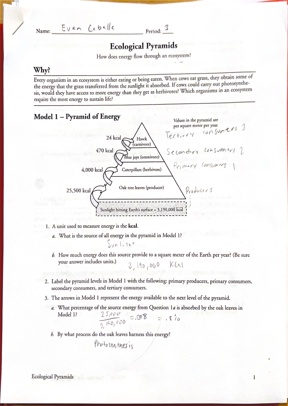 Ecological Pyramid Study Guide - [Date: Apr 24, 2024] - Studocu