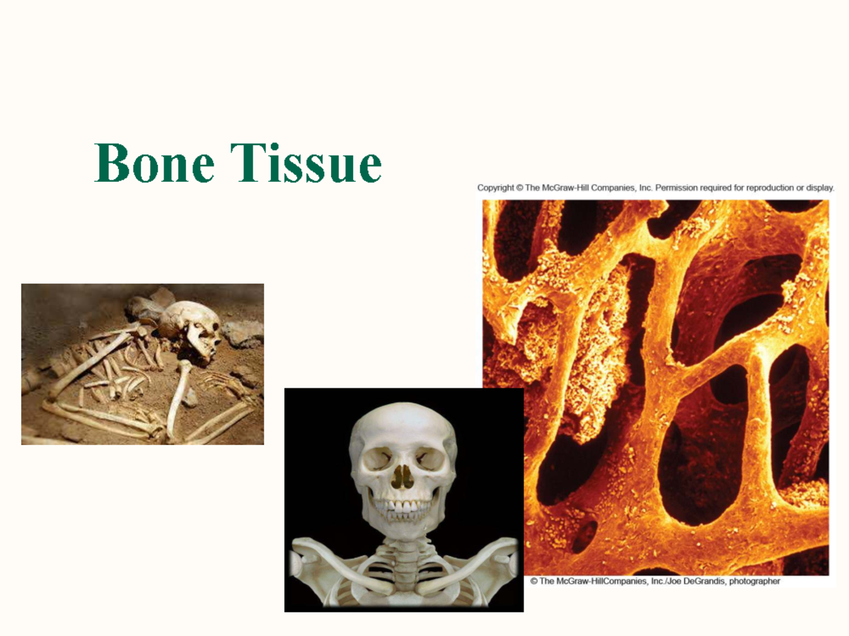 Bone Structure and Functions in the Human Skeletal System (BIO 101 ...