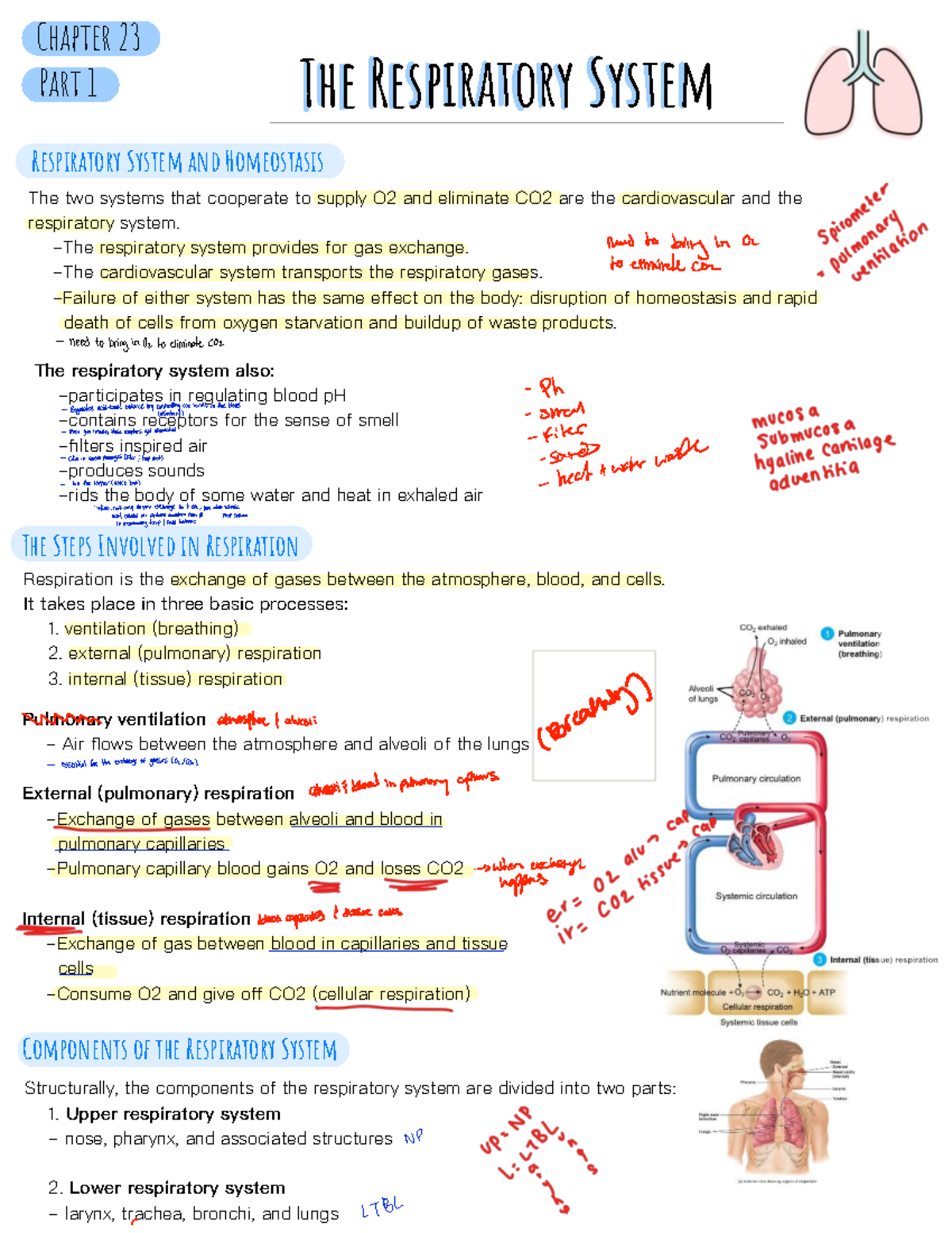 Lecture Notes on the Respiratory System - Studocu