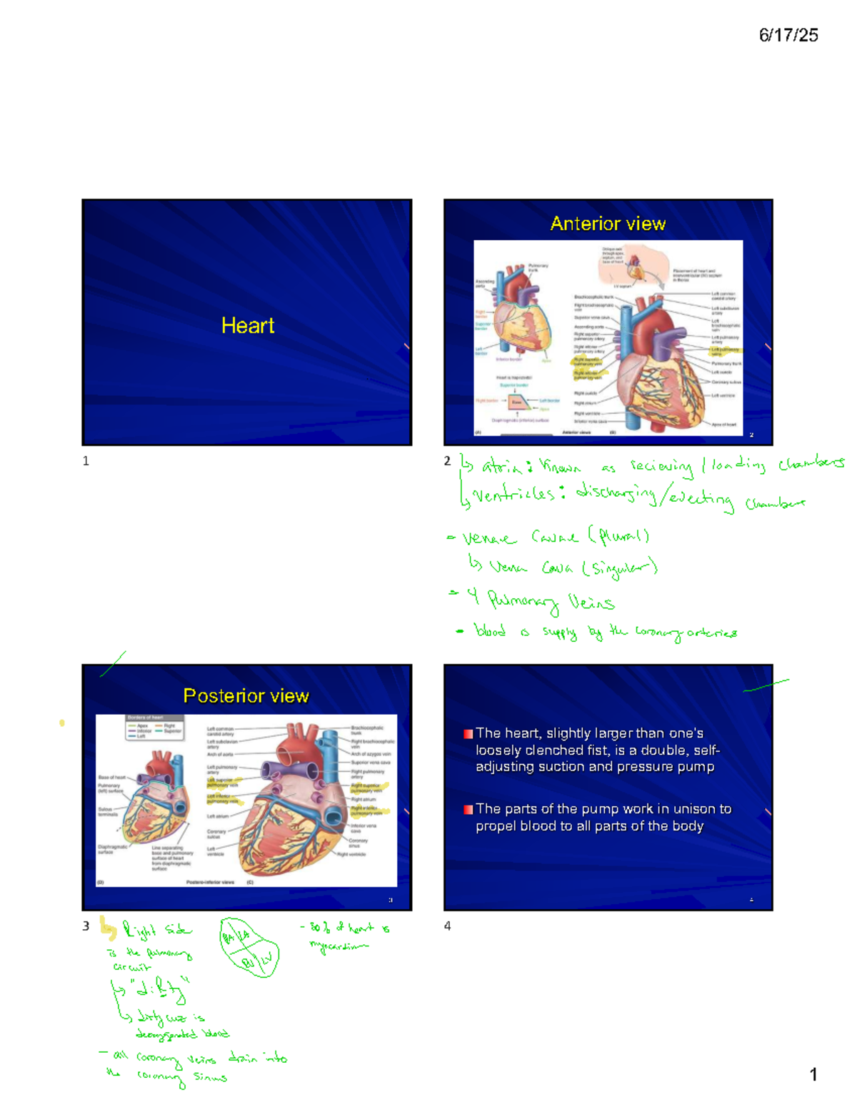 Cardiac Anatomy and Function Overview - ANAT 212 Final Exam Notes - Studocu