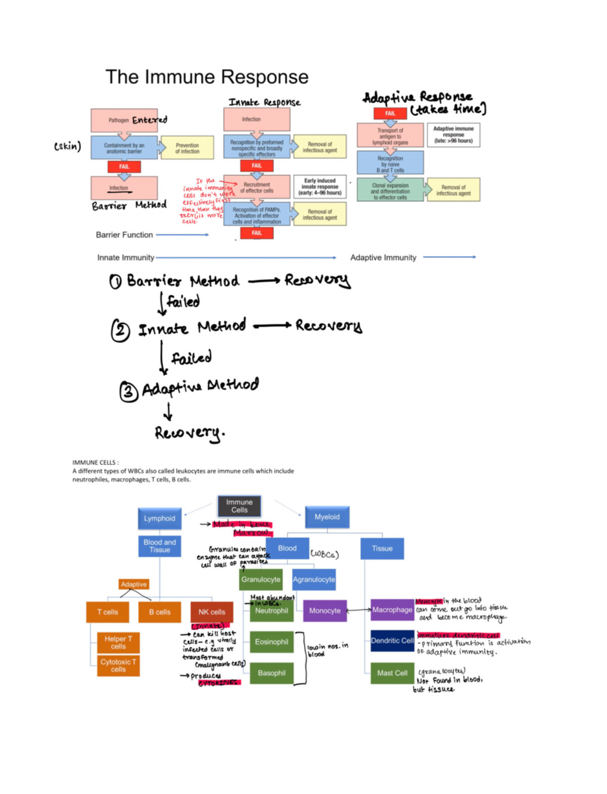 Immunology Notes: Handwritten Overview and Key Concepts - Studocu