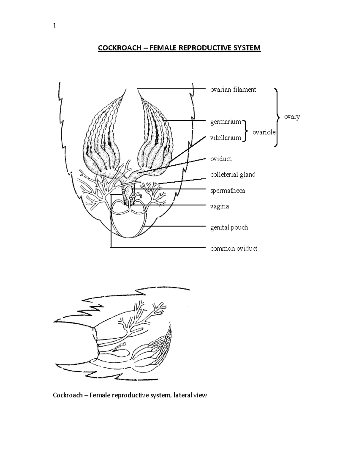 Embryology Practical 2021 - COCKROACH – FEMALE REPRODUCTIVE SYSTEM ...