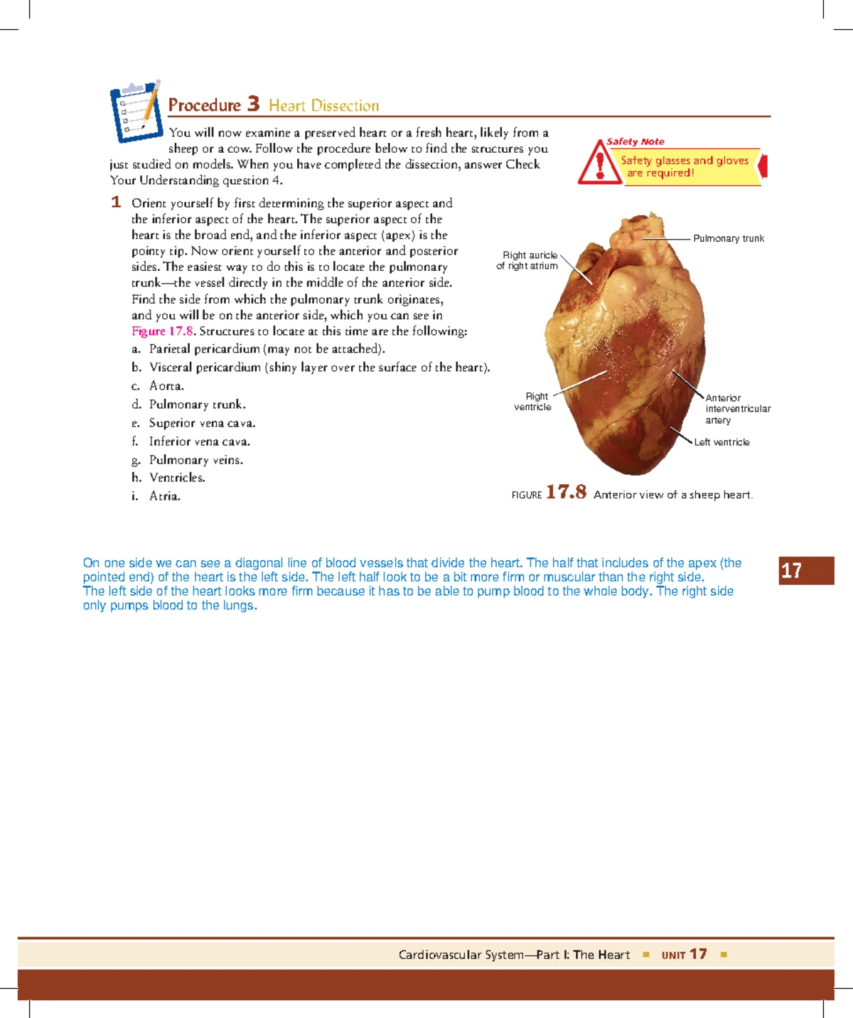 Unit 19: Cardiovascular System Part III. Vascular Physiology Lab 19 ...