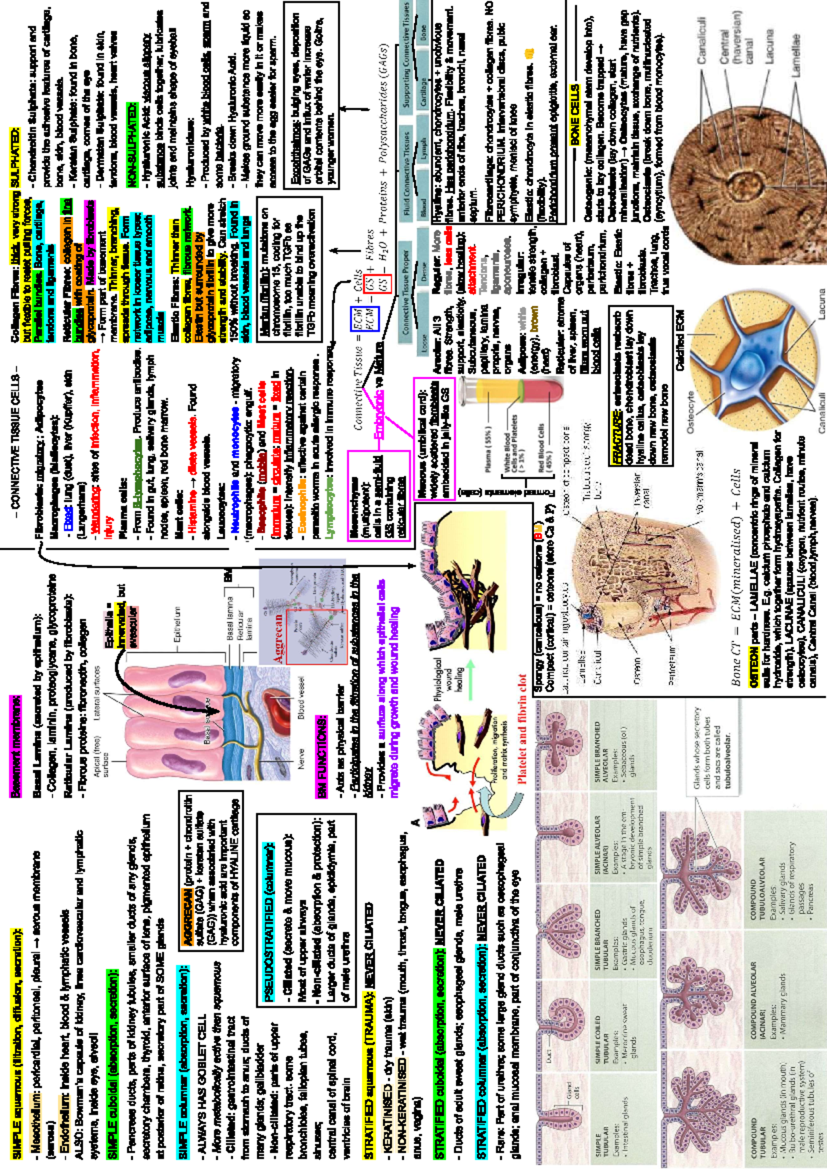 Biosci 107 midterm cheat sheet - SIMPLE squamous (filtration, diffusion ...