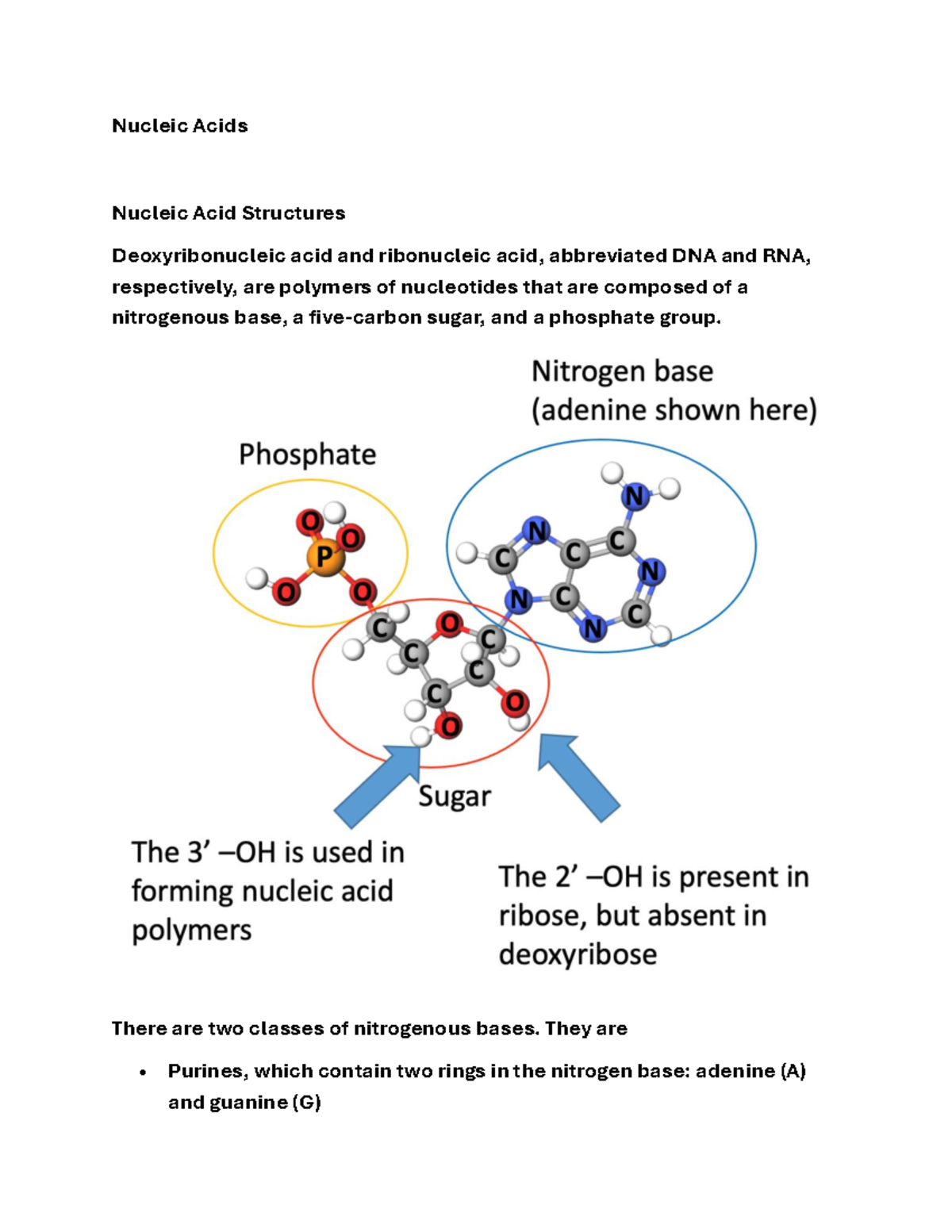 Nucleic Acids: Structures and Functions of DNA & RNA (WK 7) - Studocu