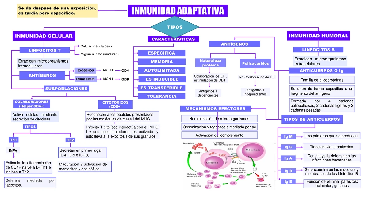 Cuadro Comparativo: Funciones del Hígado y Páncreas en Metabolismo ...