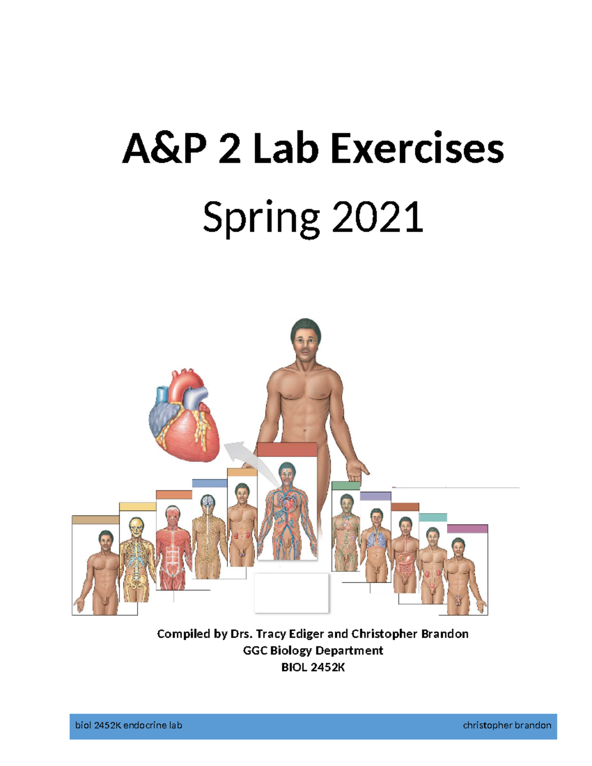 BIOL 2452K Endocrine Lab Exercises - Spring 2021 Compilation - Studocu