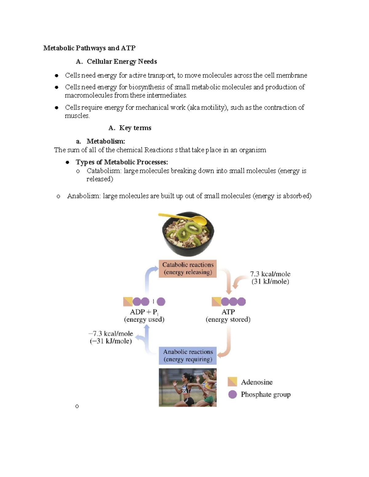 Metabolic Pathways and ATP: Understanding Energy Production Processes ...