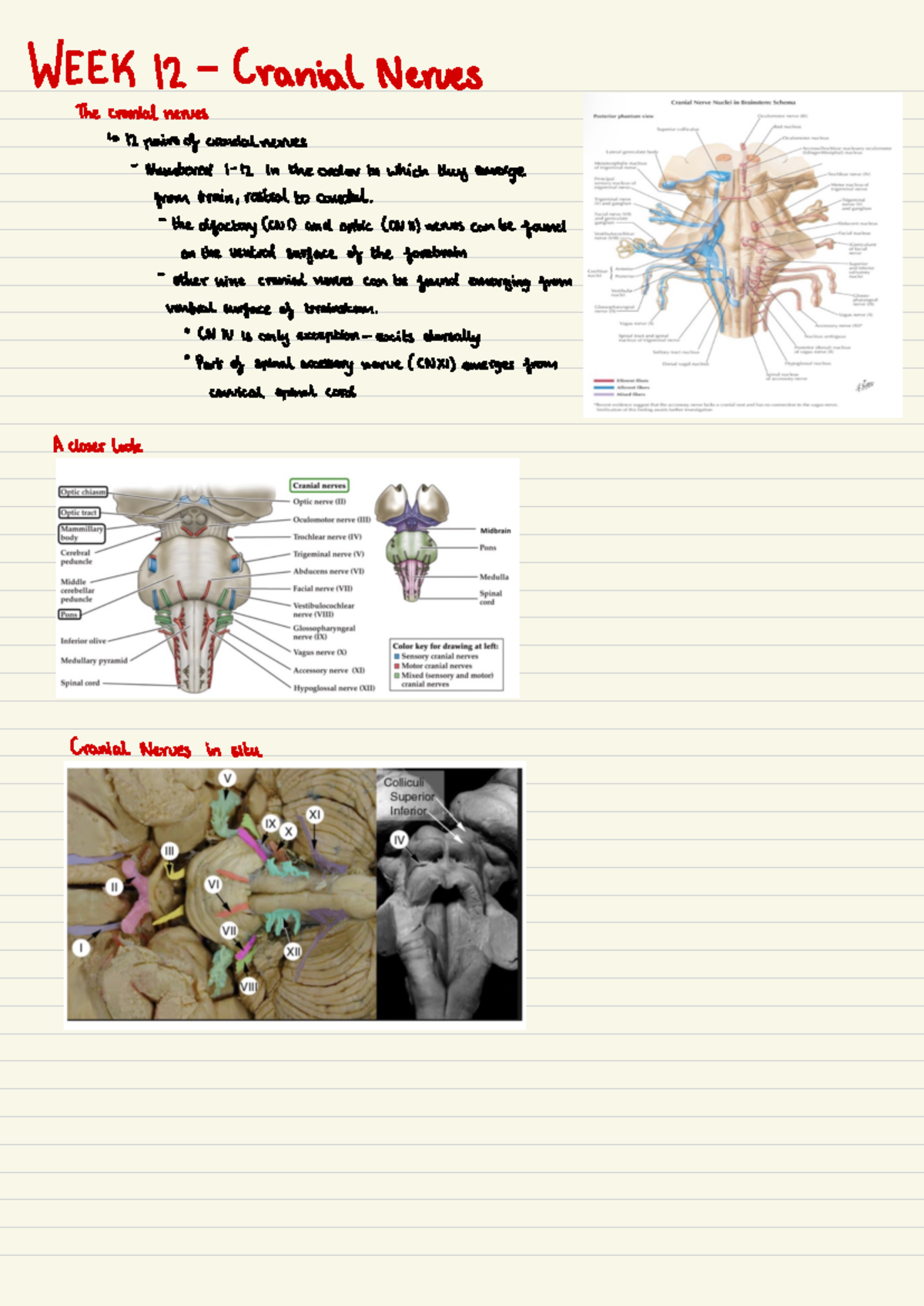 Cranial Nerves Overview - Handwritten Notes (7 EEK 12) - Studocu