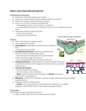 Chapter 2 LEAF Structure AND Function - CHAPTER 2 LEAF STRUCTURE AND ...