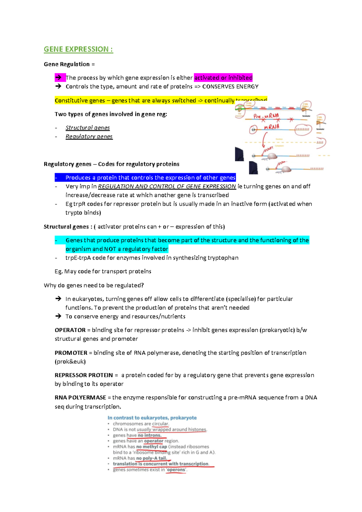Bio AOS1 P2 - Gene Expression & Regulation Notes - Studocu