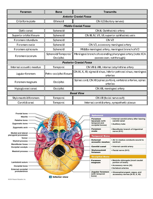 Comprehensive Overview of Head and Neck Anatomy (ANAT 101) - Studocu