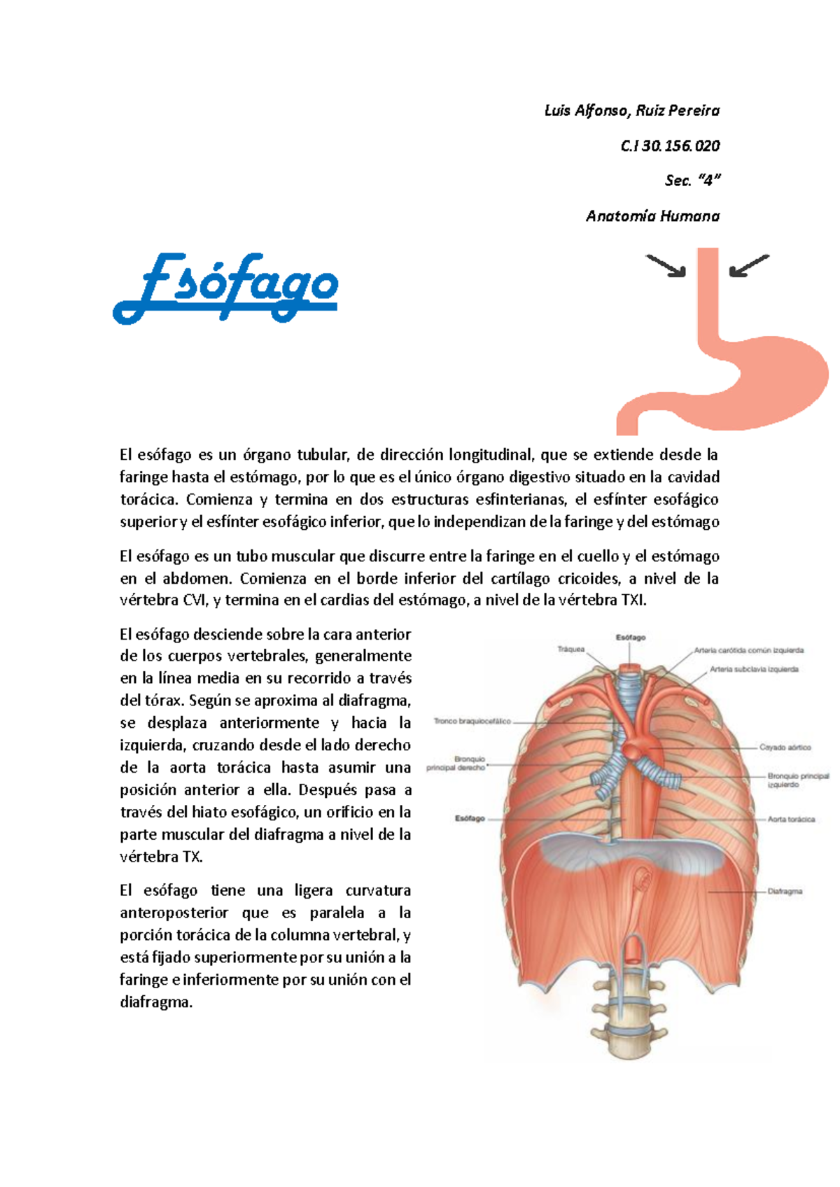 Constricciones Del Esófago