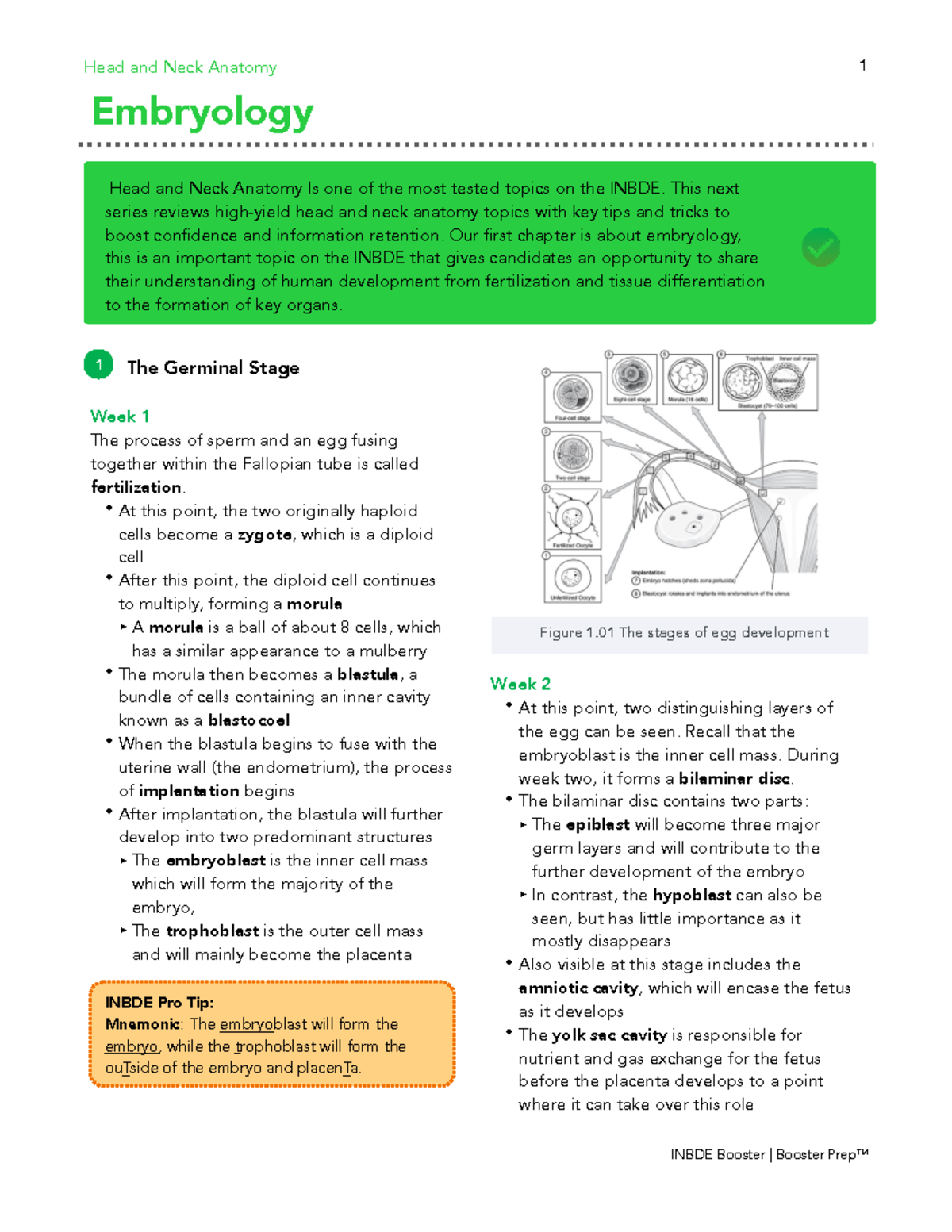 Head and Neck Anatomy Notes - This next series reviews high-yield head ...