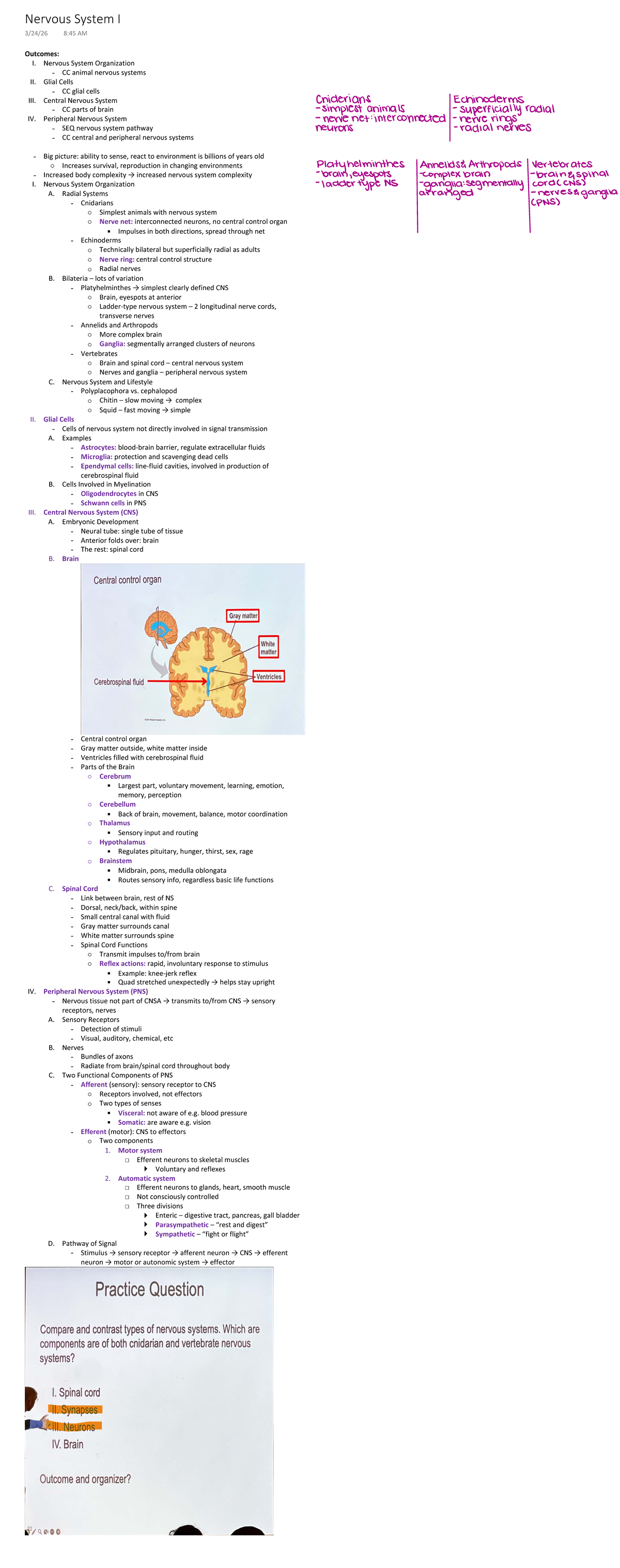 Nervous System I: Organization, Glial Cells, and Pathways Overview ...
