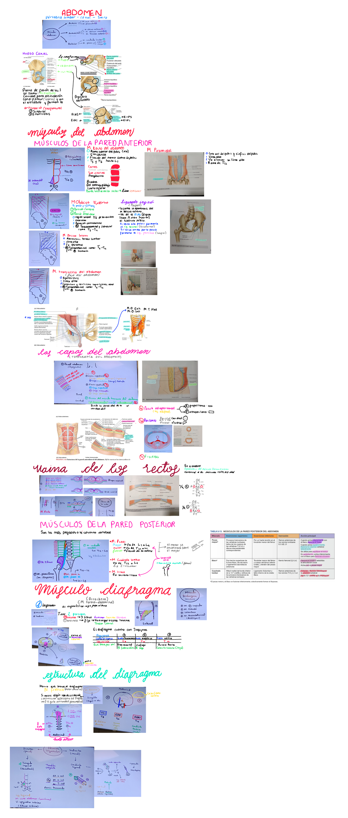 Abdomen Anatomy Overview for Anatomy Course (ANAT 202) - Studocu