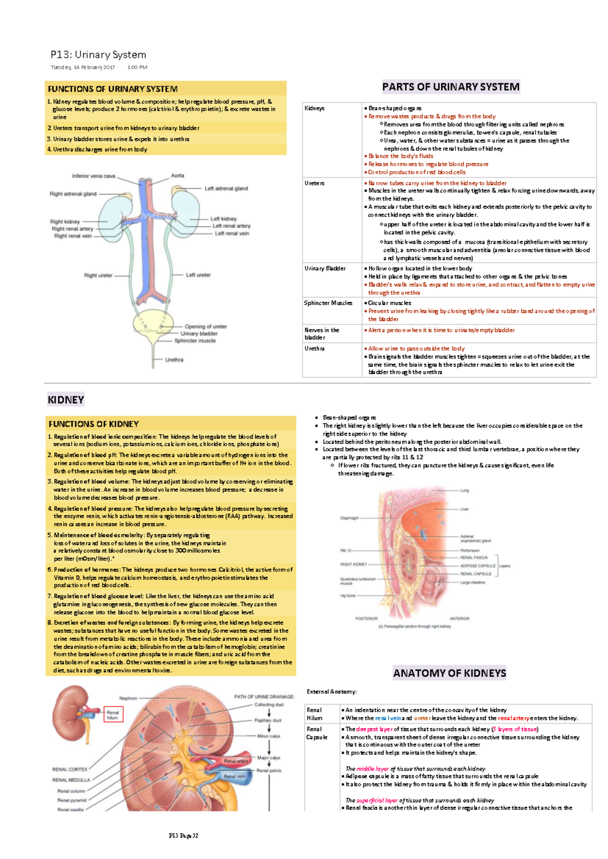 RP DBMS ANP Urinary - Comprehensive Study Notes on Kidney Functions ...