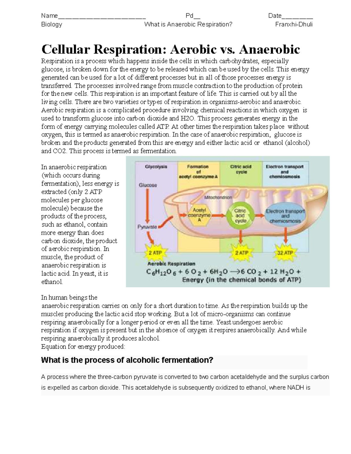 Photosynthesis And Cellular Respiration Amoeba Sisters