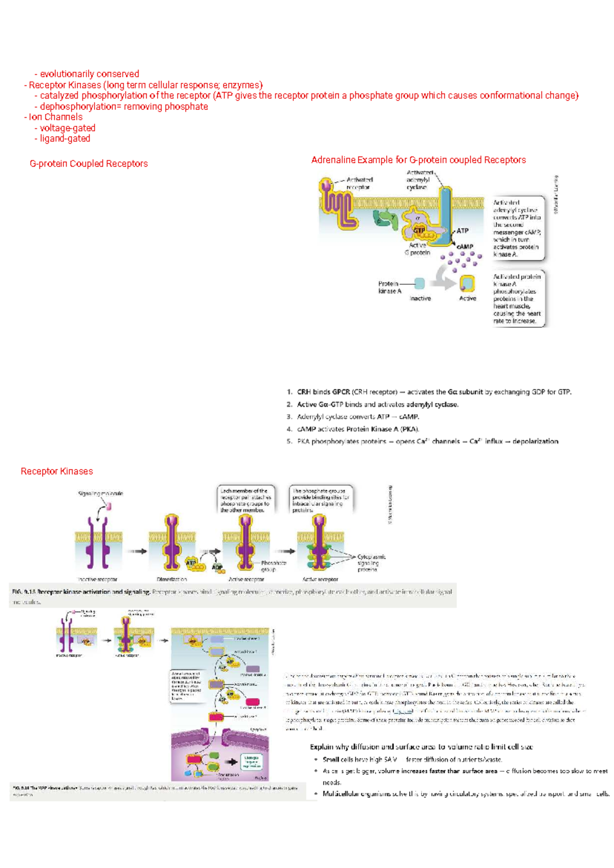 LS7C Midterm 1 Review: Cell Surface Receptors and Their Functions - Studocu