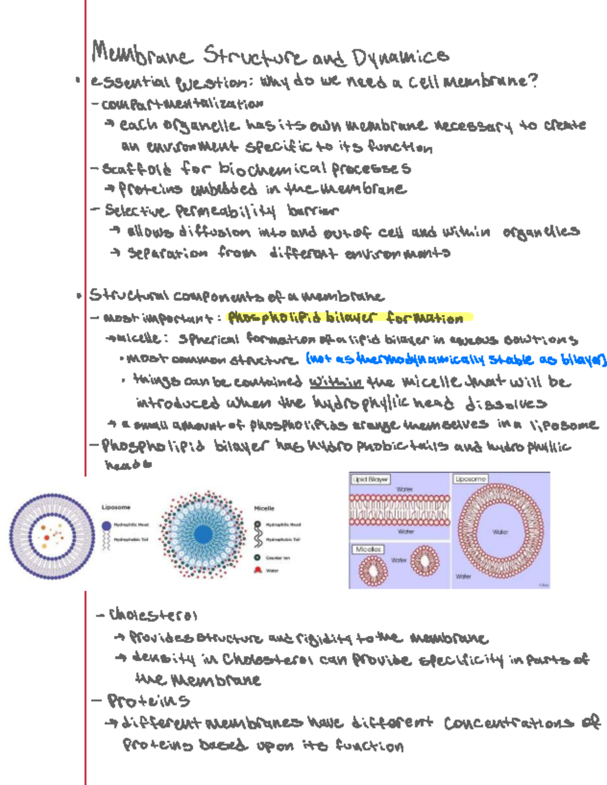 Membrane Structure and Dynamics Bio Lecture Notes - Membrane Structure ...