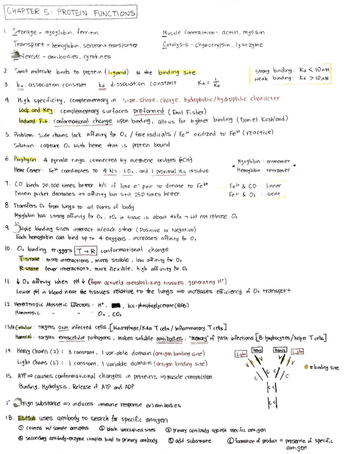 Protein Functions - Answers to questions - CHAPTER 5: PROTEIN FUNCTIONS ...