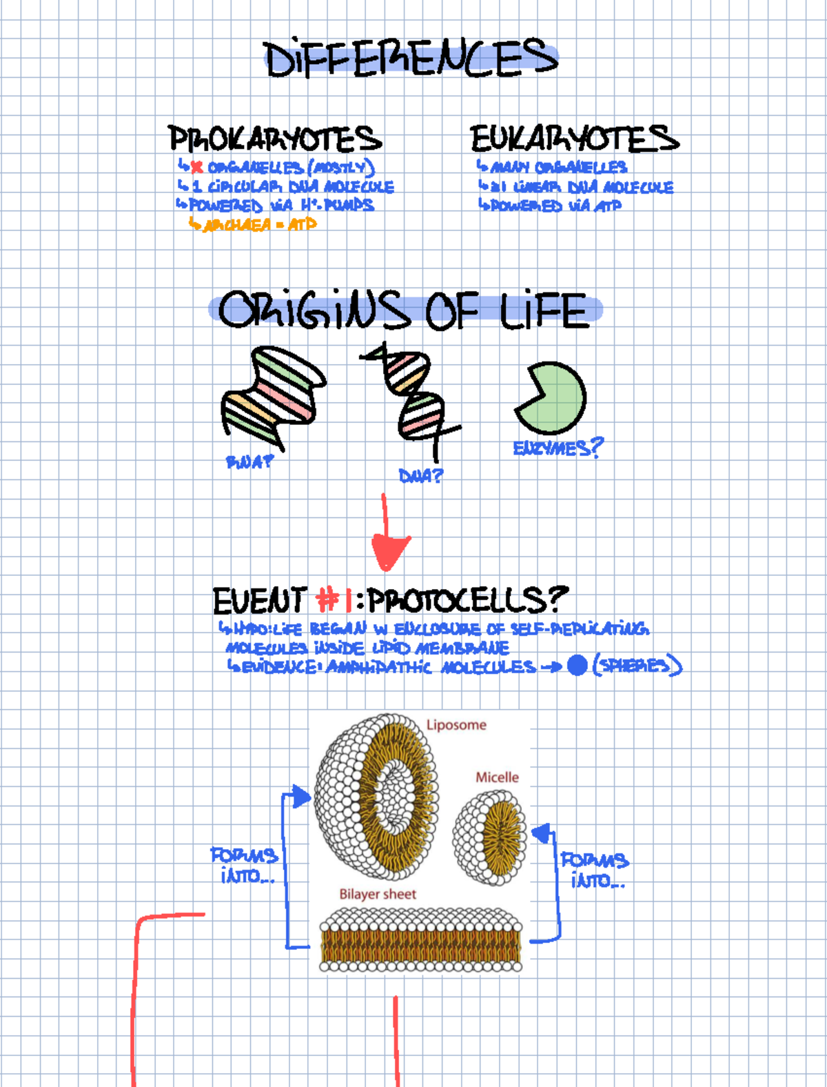 Cell Membranes: Prokaryotes vs Eukaryotes (BIO101 Lecture Notes) - Studocu