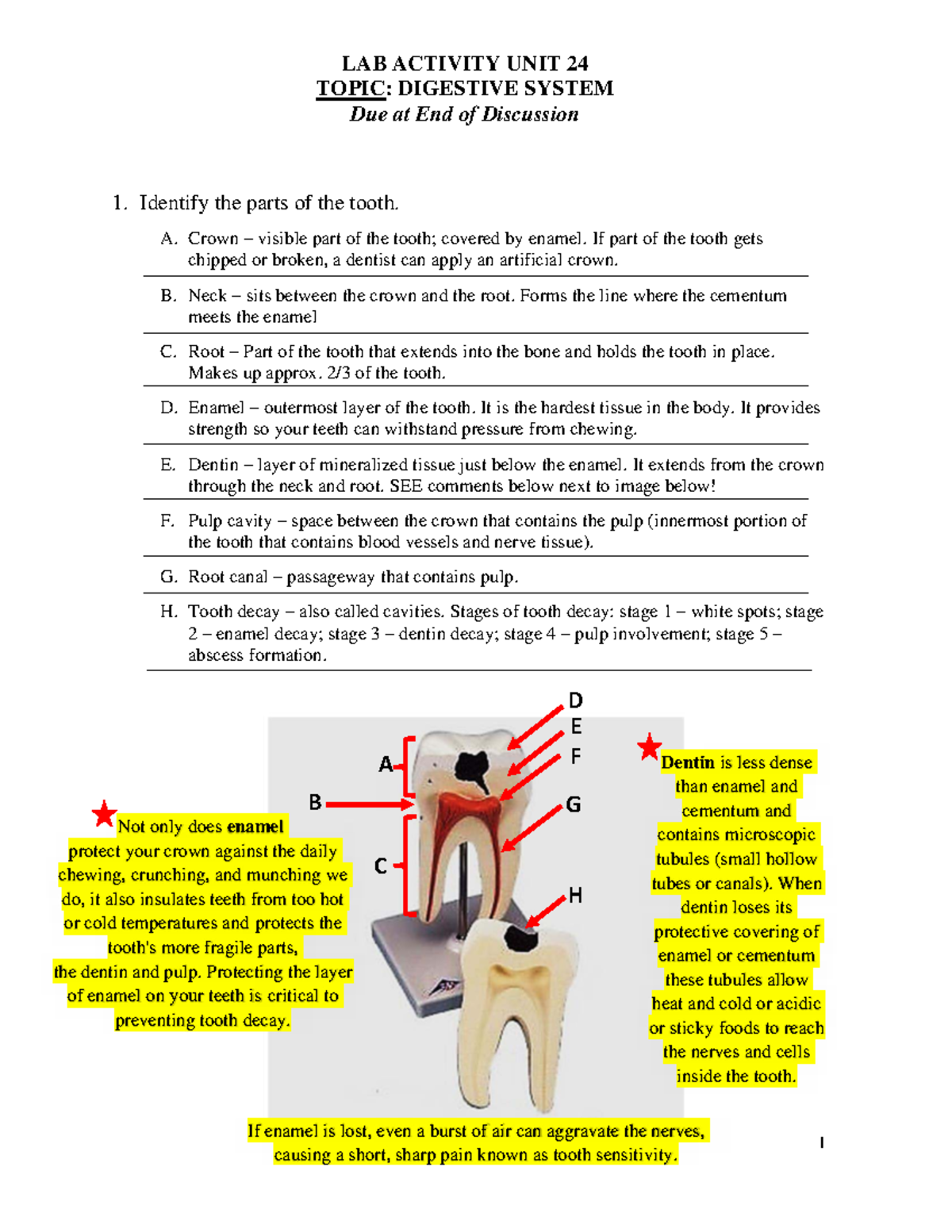 LAB ACTIVITY UNIT 24: DIGESTIVE SYSTEM OVERVIEW AND COMPONENTS - TOPIC ...
