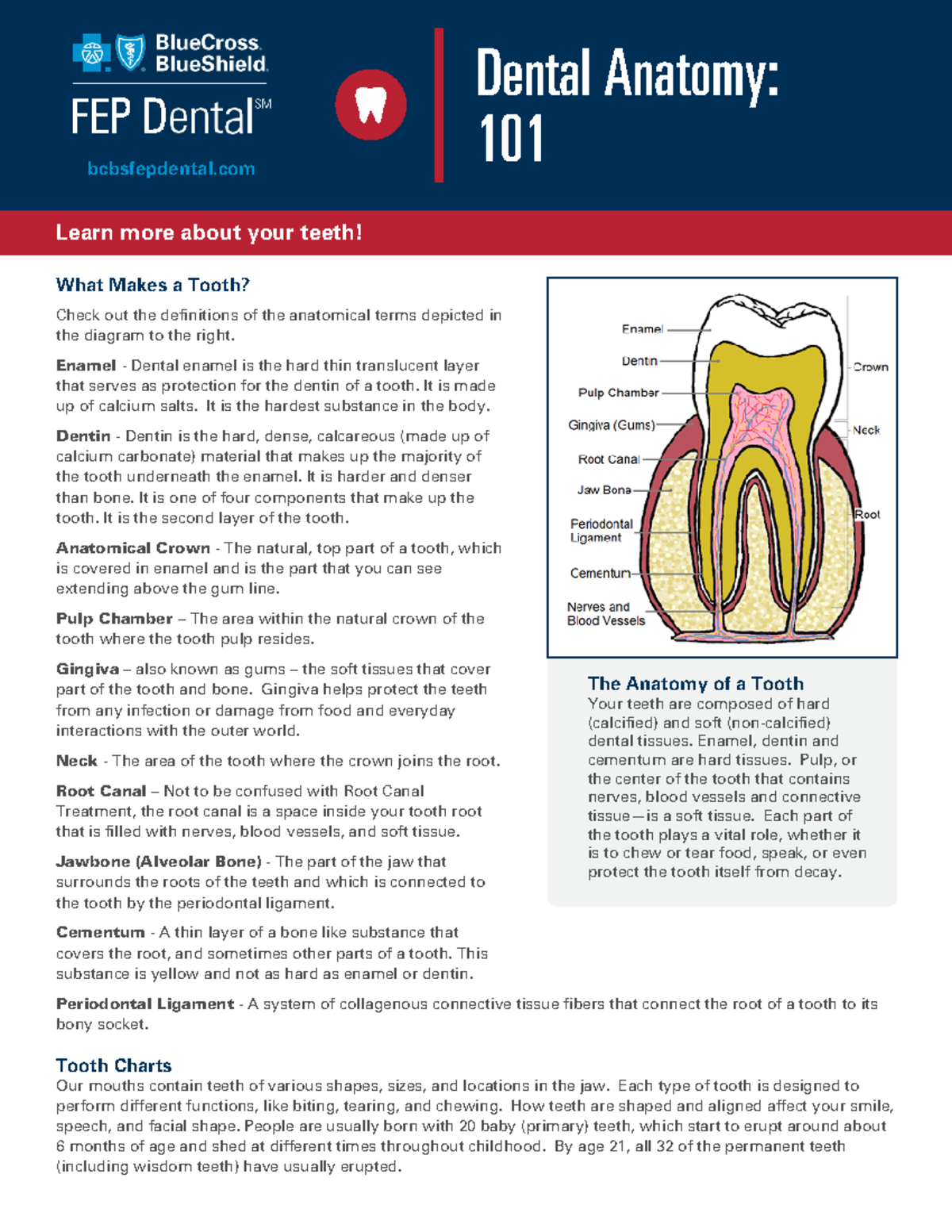 Dental anatomy - What Makes a Tooth? Check out the definitions of the ...