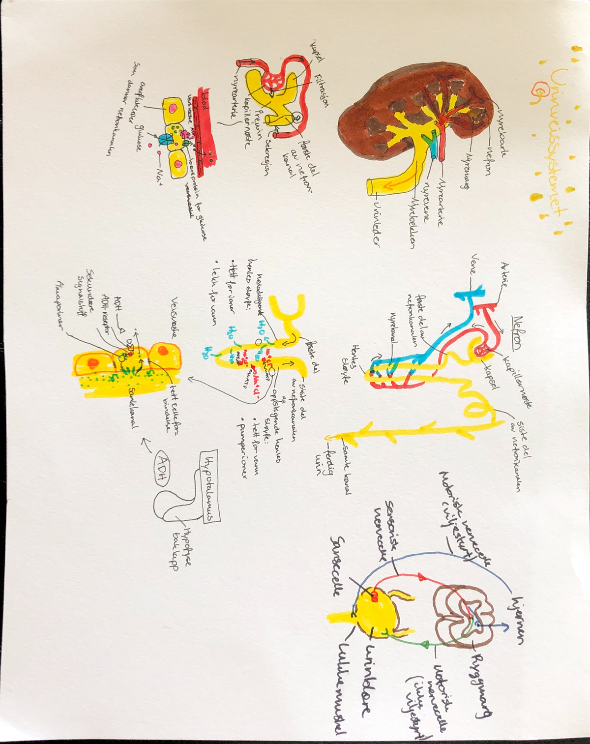 biologi-101-ving-til-pr-ve-urinveissystemet-og-sirkulasjonssystemet