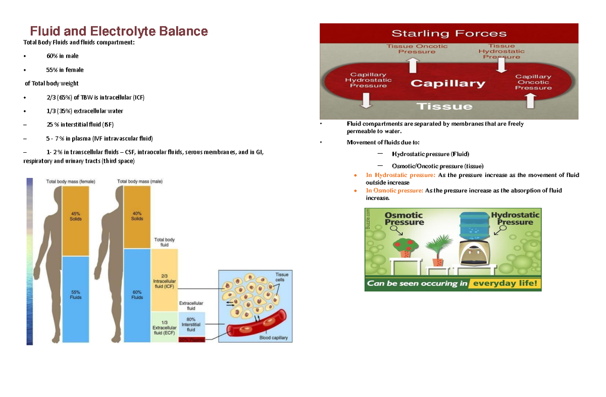 Electrolyte Balance and Fluid Compartments: A Comprehensive Overview ...