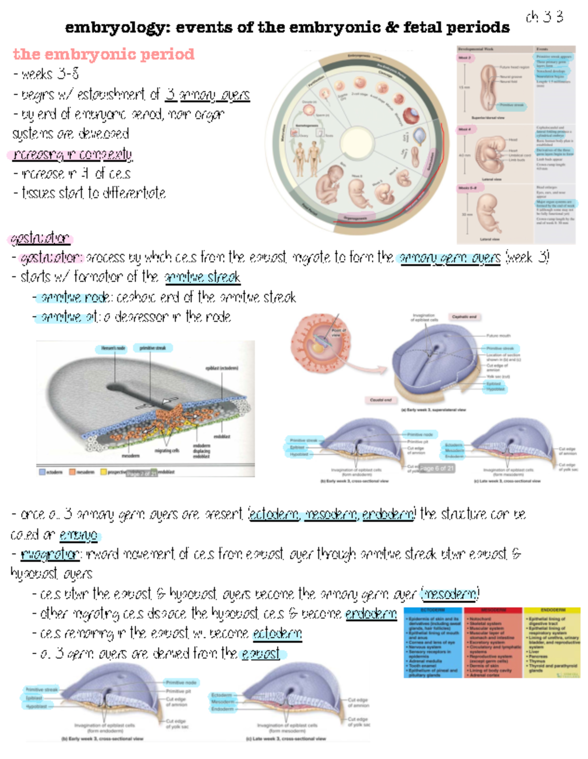 Chapter 3 B: Embryonic & Fetal Development Overview - Studocu