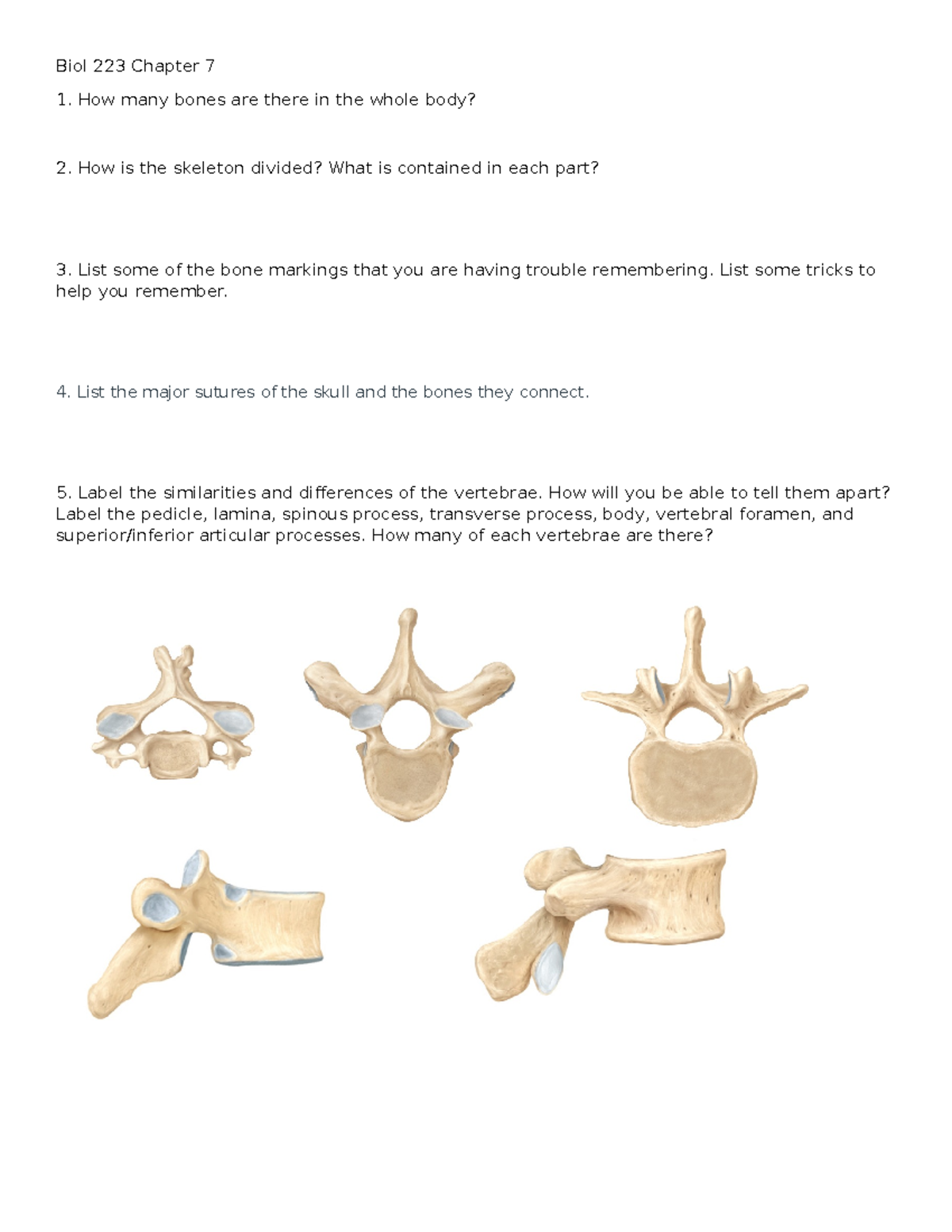 Bio 223 Lab 3: Axial Skeleton Study Guide and Key Components - Studocu