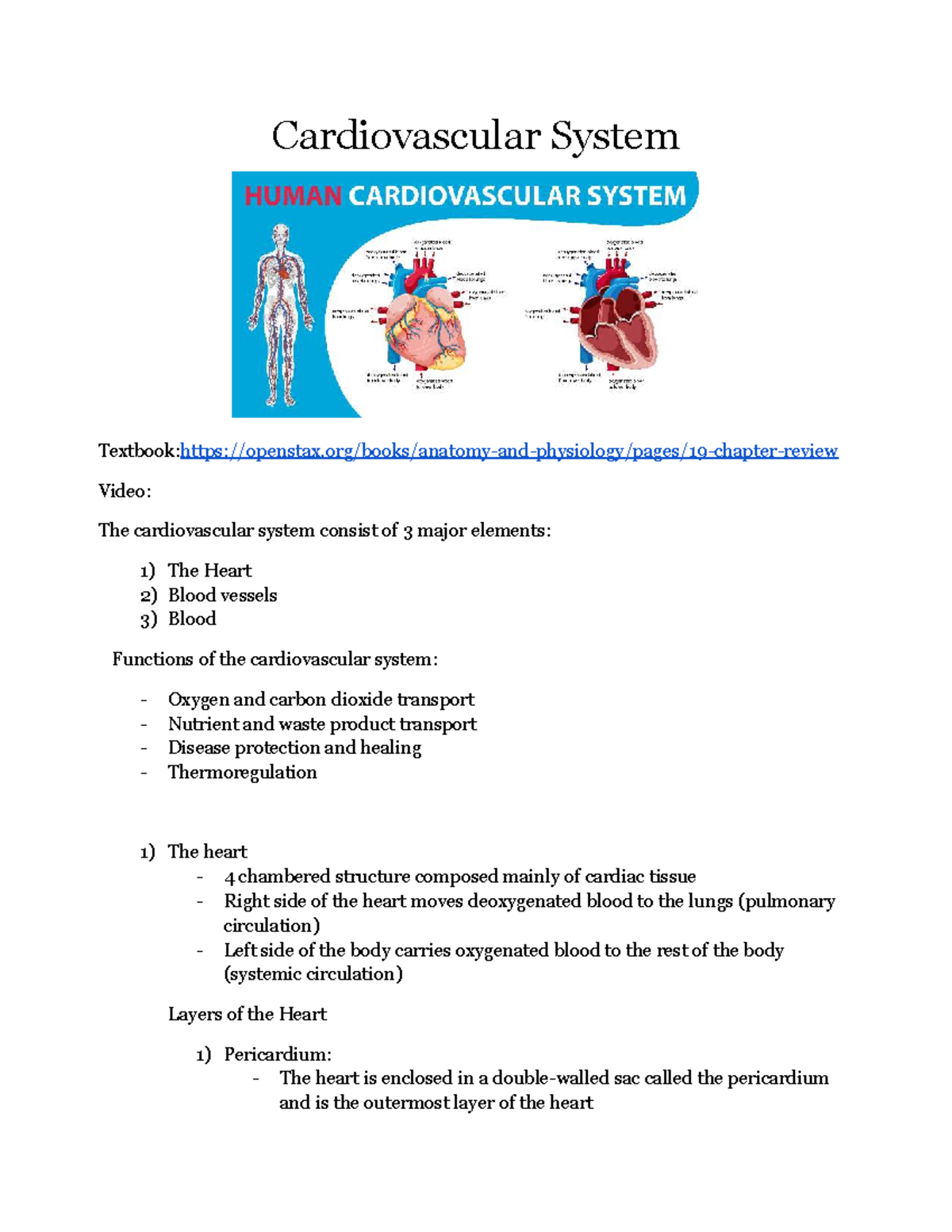 Cardiovascular System Overview: Key Functions and Structures - Studocu